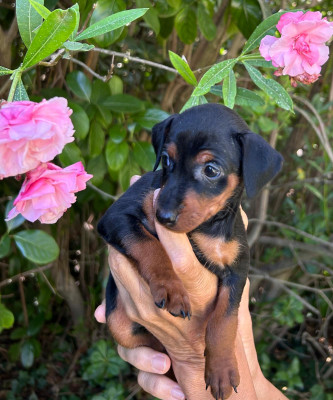 Pinscher nain - Magnifiques chiots LOF pinschers nains femelles élevés en famille