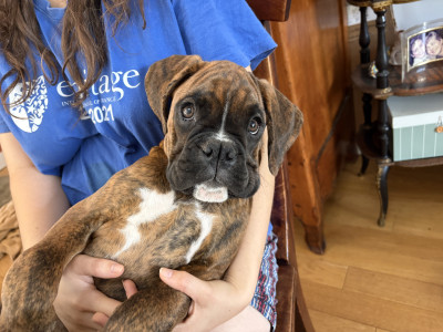 Boxer - Deux femelles disponibles : une fauve, une bringée - Des Allées du Vau Rozet
