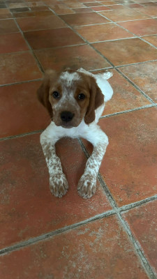 Epagneul Breton - Chiot épagneul breton disponible immédiatement