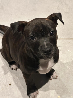 Staffordshire Bull Terrier - Staffie