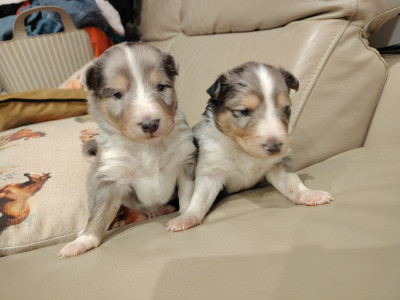 Shetland Sheepdog - Chiots berger des shetland