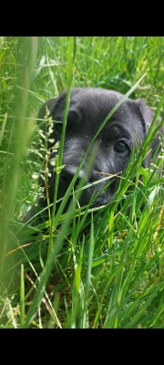 Cane Corso - Chiot champ du monde cane corso LOF - des conquerants du crepuscule