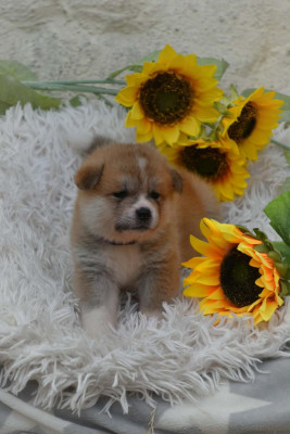 Akita - Chiots AKITA INU LOF