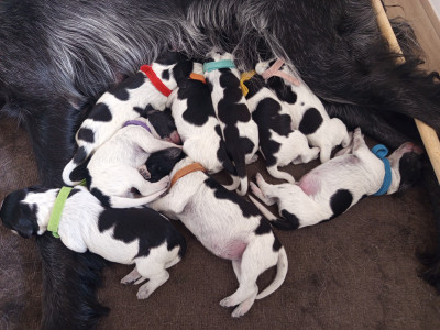 Epagneul bleu de Picardie - Chiots Épagneul Bleu de Picardie