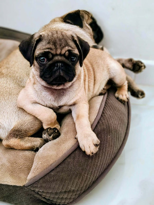 Carlin - Chiot Carlin