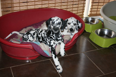 Dalmatien - Chiots dalmatiens issus de lof