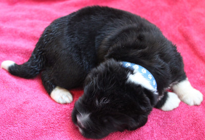 Terre-neuve - Vente des chiots terre neuve