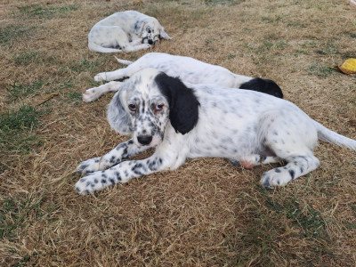 Setter Anglais - chiots setter anglais