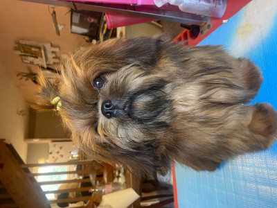 Shih Tzu - jolie femelle shih tzu