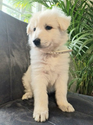 Berger Blanc Suisse - Berger blanc suisse LOF
