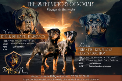 Rottweiler - Chiots rottweiler lof - Of the sweet victory of Noxialy