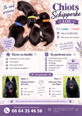 Schipperke - Chiots Schipperke