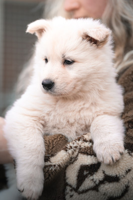 Berger Blanc Suisse - Chiots Berger Blanc Suisse LOF - Du Paradis d'AkhyWolf