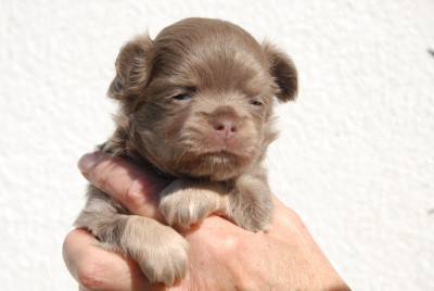 Chihuahua - Chiots chihuahua à poil long