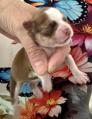 Chihuahua - chiot Chihuahua poils long males bicolore non lof - DE LA CROIX LORRAINE
