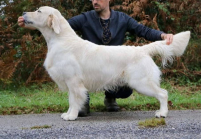 Golden Retriever - Chiot golden LOF
