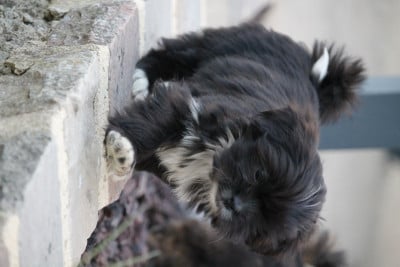 Lhassa Apso - Chiots Lhassa apso très mignon
