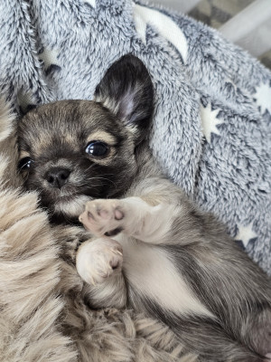 Chihuahua - chihuahua chiot male - Elevage Familial du Dahlia Rose Impérial