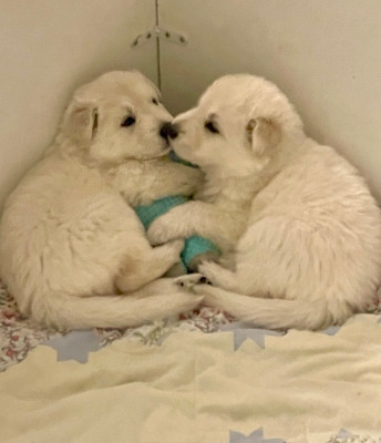 Berger Blanc Suisse - Chiots Berger Blanc Suisse - LOF - A réserver