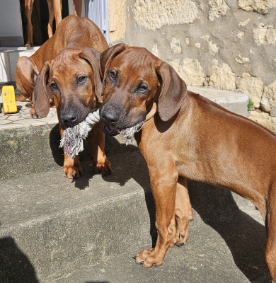 Rhodesian Ridgeback - 2 chiots Mâles  disponibles - Des carpates