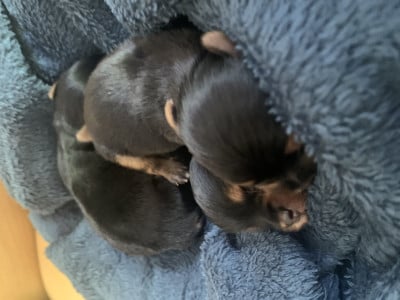 Yorkshire Terrier - Chiots Yorkshire Terrier