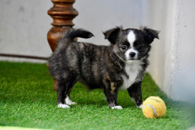 Chihuahua - CHIOTS CHIHUAHUA POIL LONG LOF A RESERVER