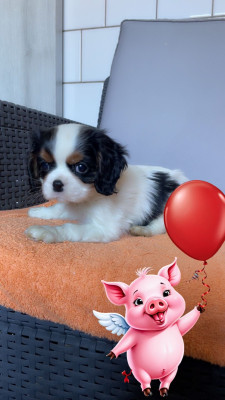Cavalier King Charles Spaniel - Chiot cavalier King Charles Spaniel LOF - des lutins malins