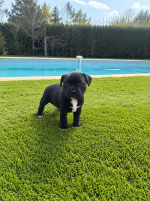 Staffordshire Bull Terrier - Chiot Staffie LOF