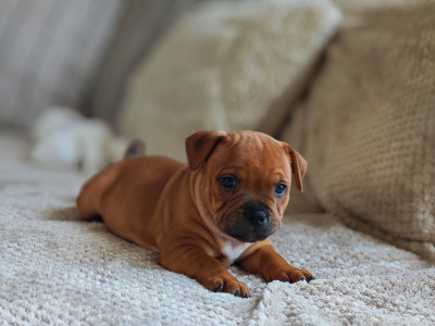 Staffordshire Bull Terrier - CHIOT STAFFORDSHIRE BULL TERRIER