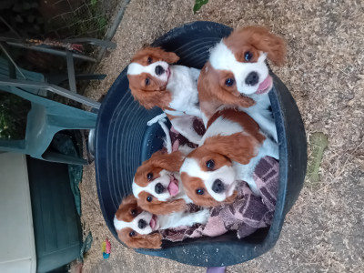 Cavalier King Charles Spaniel - 3 femelles , 2 mâles Blenheim Cav.king charles