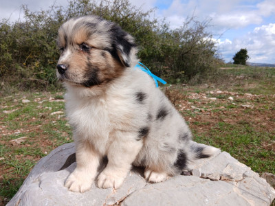 Berger Australien - Chiots bergers australiens LOF - Du vent occitan