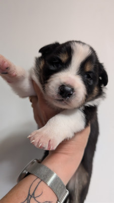 Border Collie - Chiots Border Collie - Land de Lorelei et de Utopie