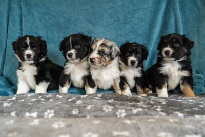 Berger Américain Miniature  - 3 chiots BAM encore dispo - Des Seigneurs de Morlanne