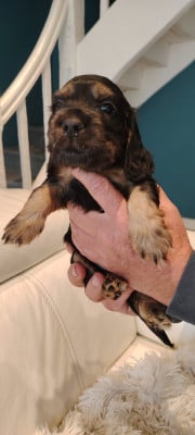 Cocker Spaniel Anglais - Chiots cockers LOF - Du New Mont Doux