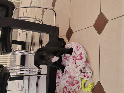 Bulldog continental - Portée bulldog continental