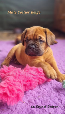 Dogue de Bordeaux - Dogues de Bordeaux disponibles - La Cour d'Obéron
