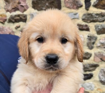 Golden Retriever - Chiot golden Lof - Elevage de la rivière aux pierres