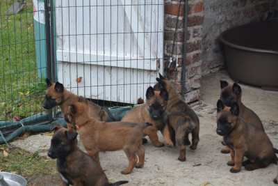 Berger Belge - Chiots Bergers Belges Malinois