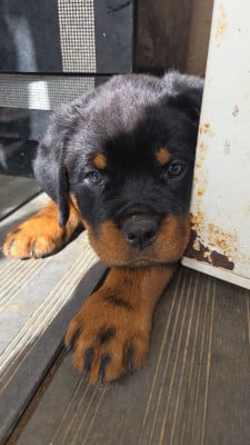Rottweiler - Chiots rottweiler lof