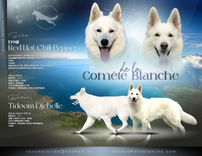 Berger Blanc Suisse - Chiots Berger Blanc Suisse - De la Comète Blanche