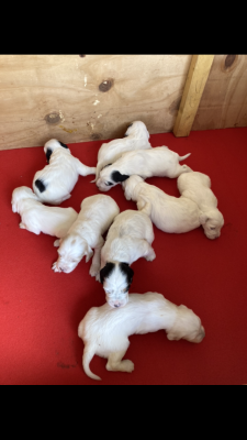 Setter Anglais - A réserver chiots Setter Anglais LOF