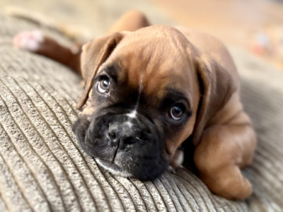 Boxer - Blue:Chiot mâle fauve masque noir - Des Allées du Vau Rozet