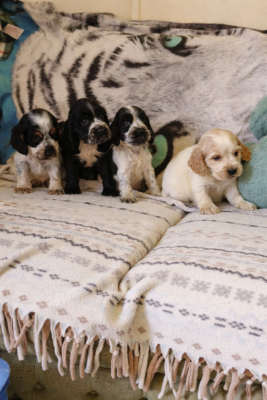 Cocker Spaniel Anglais - Chiots Cocker Anglais