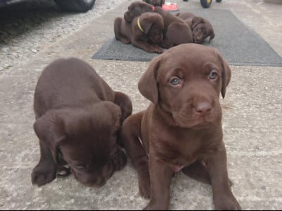 Labrador Retriever - Adorables chiots Labrador chocolat