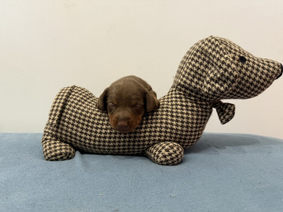 Chiot 2