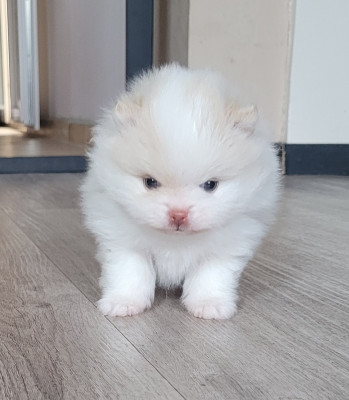 Spitz allemand - Chiot spitz nain