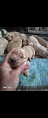 Golden Retriever - Jolis golden retriever - Au petit loukoum