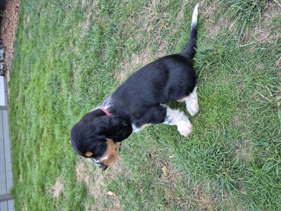English Springer Spaniel - Chiot à vendre