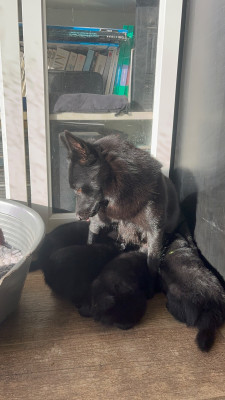 Schipperke - Chiots Schipperke - Des Loups du Vexin