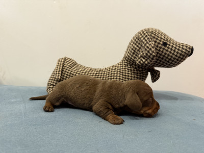 Chiot 2